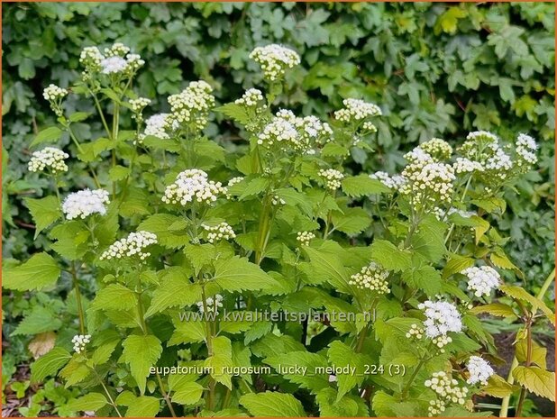 Eupatorium rugosum 'Lucky Melody' | Leverkruid, Koninginnekruid | Braunblättriger Wasserdost | Boneset