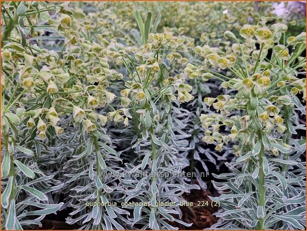 Euphorbia characias 'Glacier Blue' | Vroege wolfsmelk, Zuidelijke wolfsmelk, Wolfsmelk | Palisaden-Wolfsmilch | M