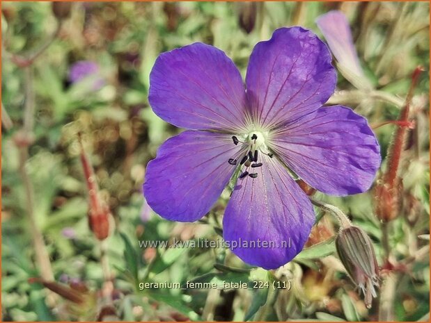 Geranium 'Femme Fatale' | Ooievaarsbek, Tuingeranium, Geranium | Nepal-Storchenschnabel | Cranesbill