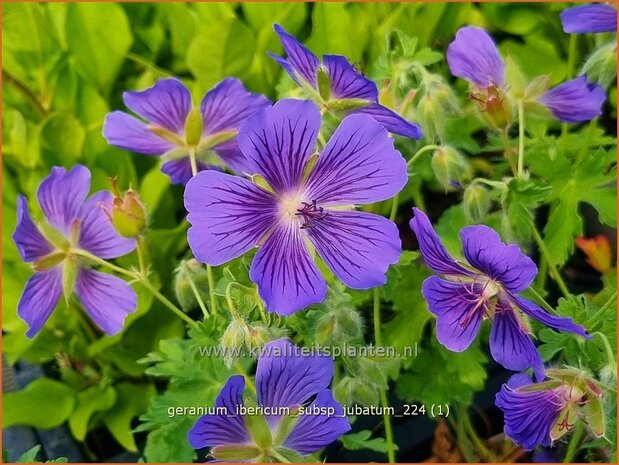 Geranium ibericum subsp. jubatum | Ooievaarsbek, Tuingeranium, Geranium | Kaukasischer Storchenschnabel | Iberian Cranesbill