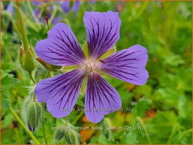 Geranium ibericum subsp. jubatum | Ooievaarsbek, Tuingeranium, Geranium | Kaukasischer Storchenschnabel | Iberian Cranesbill