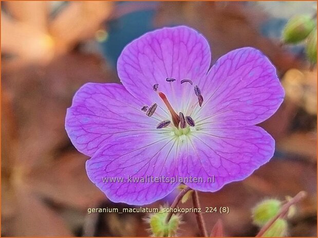 Geranium maculatum 'Schokoprinz' | Gevlekte ooievaarsbek, Ooievaarsbek, Tuingeranium, Geranium | Amerikanischer Storc