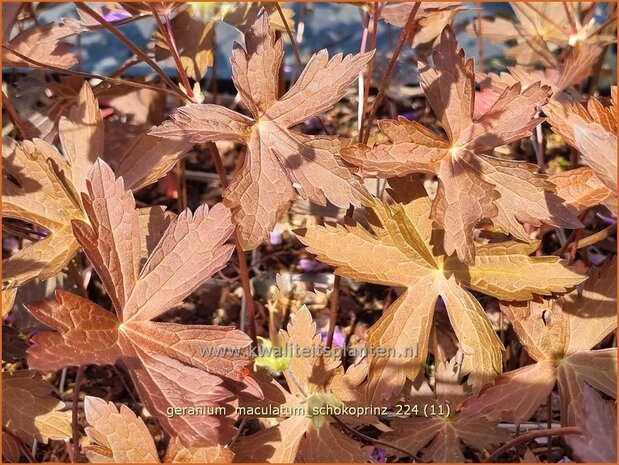 Geranium maculatum 'Schokoprinz' | Gevlekte ooievaarsbek, Ooievaarsbek, Tuingeranium, Geranium | Amerikanischer Storc