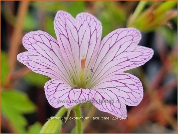 Geranium oxonianum 'Lace Time' | Basterd-ooievaarsbek, Ooievaarsbek, Tuingeranium, Geranium | Oxford-Storchschnab