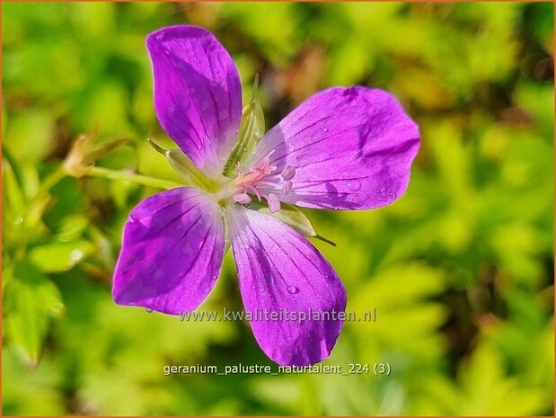 Geranium palustre 'Naturtalent' | Moerasooievaarsbek, Ooievaarsbek, Tuingeranium, Geranium | Sumpf-Storchschnabel | M