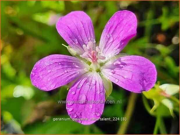 Geranium palustre 'Naturtalent' | Moerasooievaarsbek, Ooievaarsbek, Tuingeranium, Geranium | Sumpf-Storchschnabel | M