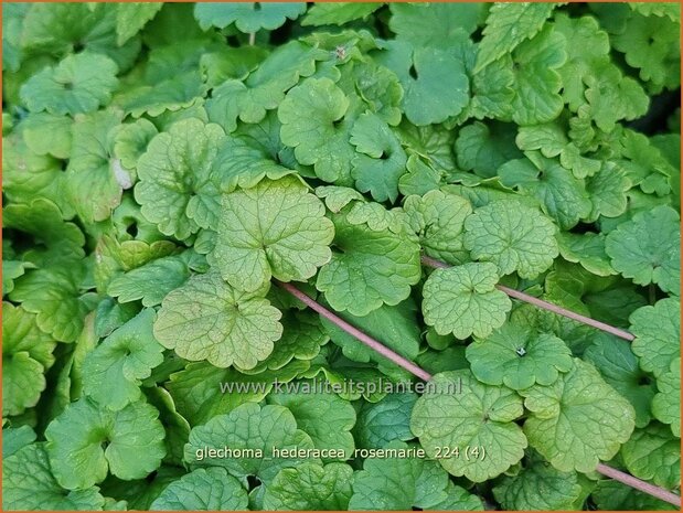 Glechoma hederacea 'Rosemarie' | Hondsdraf, Kruip-door-de-tuin | Gewöhnlicher Gundermann | Creeping Charlie