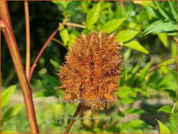 Glycyrrhiza yunnanensis | Chinees zoethout, Zoethout | Chinesisches Süßholz | Yunnan Licorice