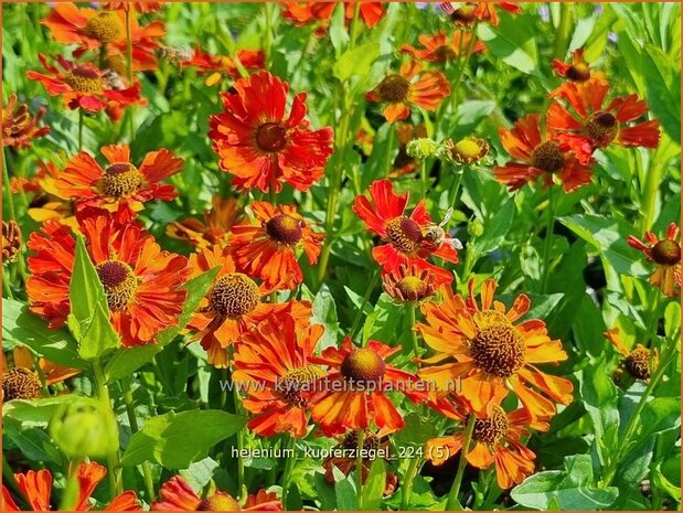 Helenium 'Kupferziegel' | Zonnekruid | Sonnenbraut | Helen's Flower