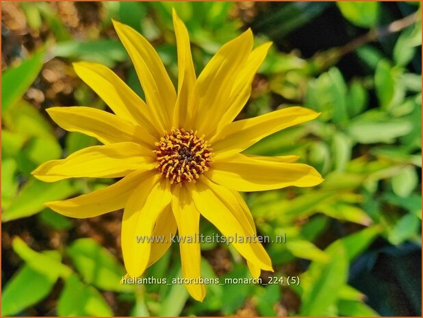 Helianthus atrorubens 'Monarch' | Vaste zonnebloem | Rauhaarige Sonnenblume | Purple-Disk Sunflower