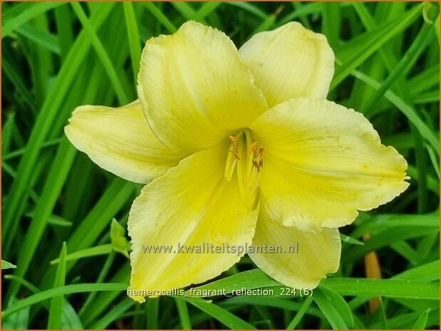 Hemerocallis 'Fragrant Reflection' | Daglelie | Taglilie | Day Lily