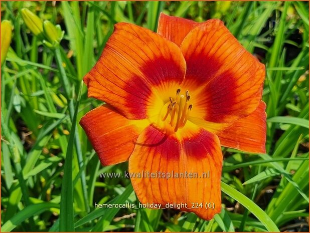 Hemerocallis 'Holiday Delight' | Daglelie | Taglilie | Day Lily