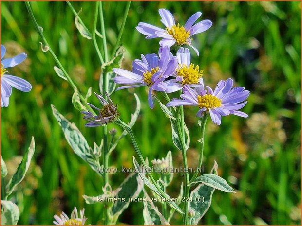 Kalimeris incisa 'Variaster' | Zomeraster | Eingeschnittene Schönaster | Japanese Aster