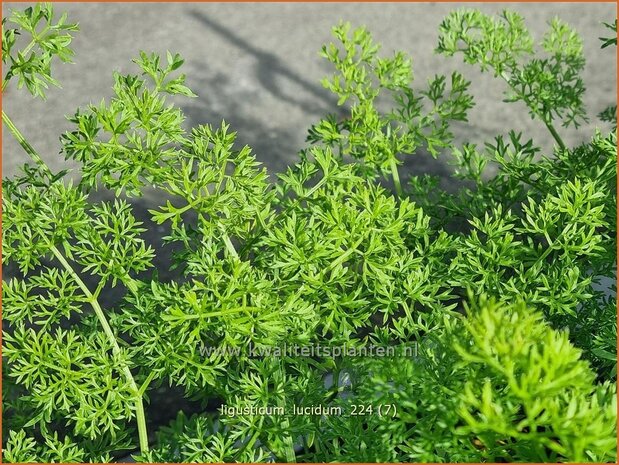 Ligusticum lucidum | Alpenlavas, Lavas | Mutterwurz | Lovage