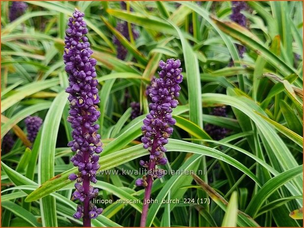 Liriope muscari 'John Burch' | Leliegras | Lilientraube | Lilyturf