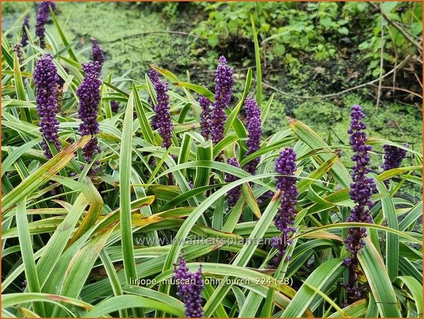 Liriope muscari 'John Burch' | Leliegras | Lilientraube | Lilyturf