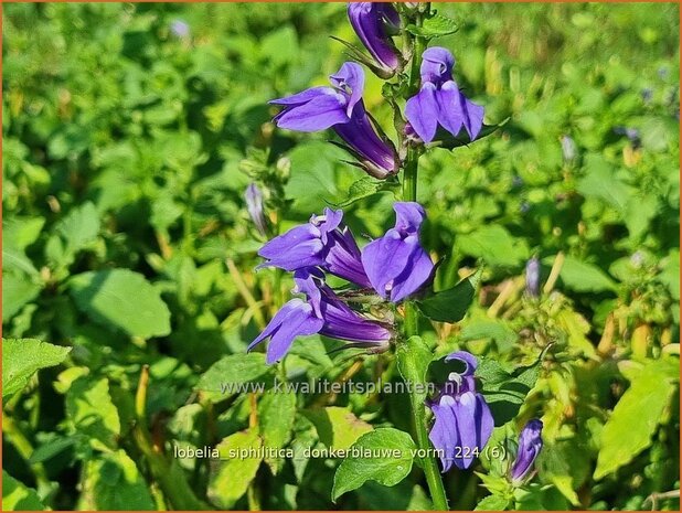 Lobelia siphilitica 'Donker Blauw' | Virginische lobelia, Vaste lobelia | Blaue Kardinals-Lobilie | Great Blue Lobeli