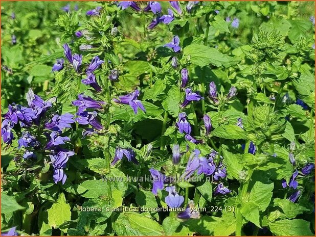 Lobelia siphilitica 'Donker Blauw' | Virginische lobelia, Vaste lobelia | Blaue Kardinals-Lobilie | Great Blue Lobeli