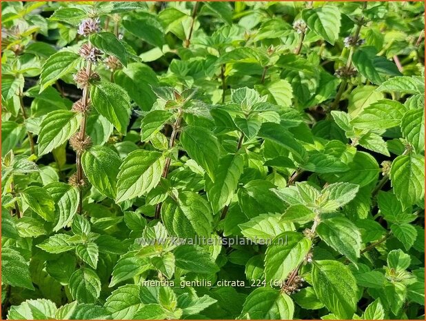 Mentha gentilis 'Citrata' | Gembermunt, Palingkruid, Munt | Edel-Minze | Ginger Mint