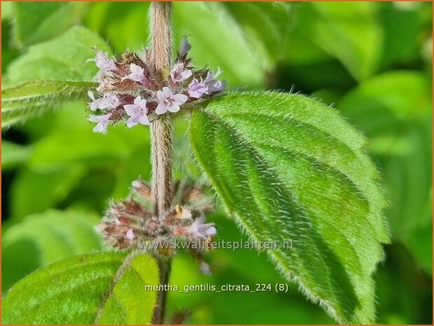 Mentha gentilis 'Citrata' | Gembermunt, Palingkruid, Munt | Edel-Minze | Ginger Mint