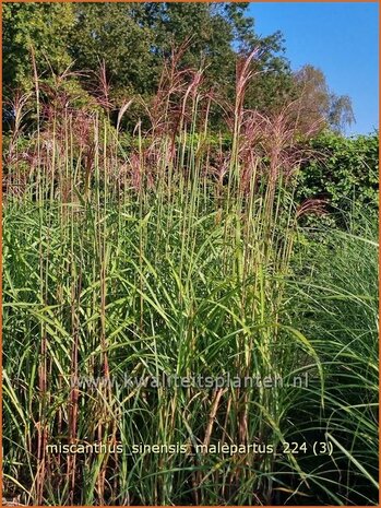 Miscanthus sinensis &#x0027;Malepartus&#x0027; | Chinees prachtriet, Chinees riet, Japans sierriet, Sierriet | Chinasch