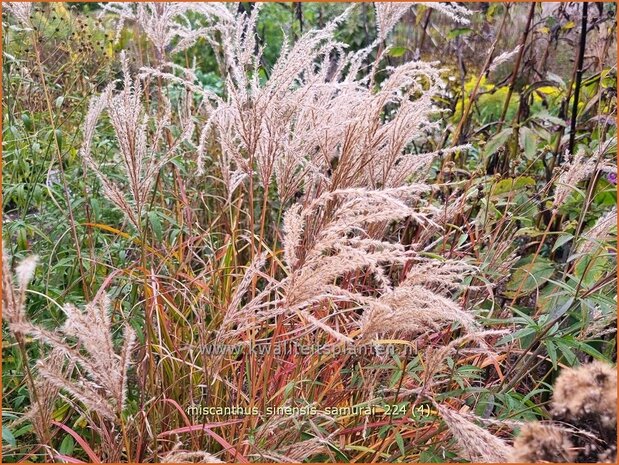 Miscanthus sinensis 'Samurai' | Chinees prachtriet, Chinees riet, Japans sierriet, Prachtriet | Chinaschilf | Eulalia