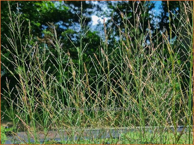 Molinia arundinacea 'Witches Broom' | Pijpenstrootje | Hohes Pfeifengras | Tall Purple Moorgrass