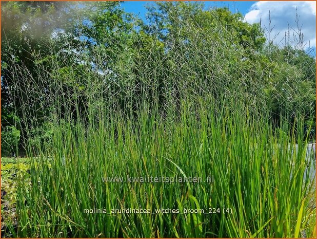 Molinia arundinacea 'Witches Broom' | Pijpenstrootje | Hohes Pfeifengras | Tall Purple Moorgrass