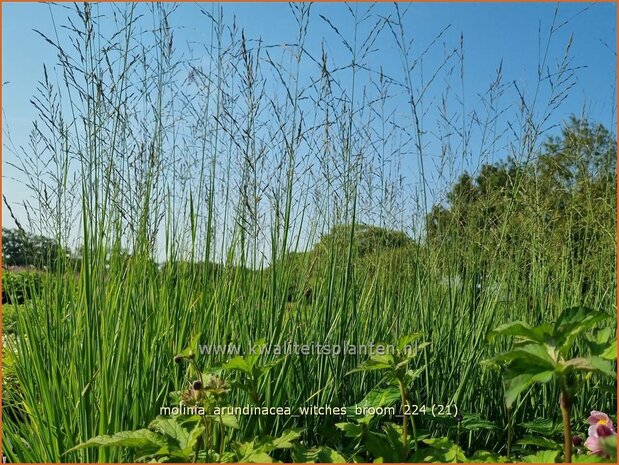 Molinia arundinacea 'Witches Broom' | Pijpenstrootje | Hohes Pfeifengras | Tall Purple Moorgrass