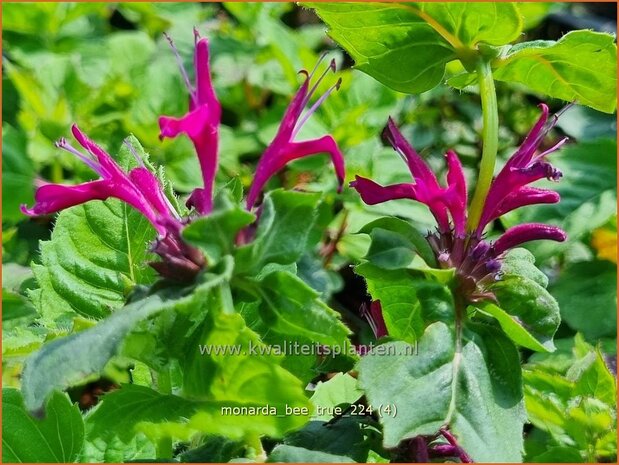 Monarda 'Bee-True' | Bergamotplant, Indianennetel | Indianernessel | Beebalm