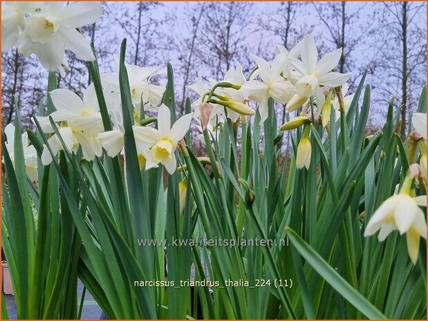 Narcissus triandrus 'Thalia' | Narcis | Engelstränen-Narzissen | Angel's Tears