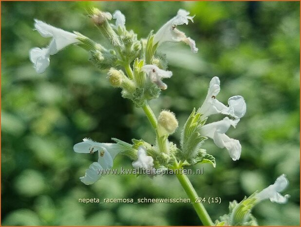 Nepeta racemosa 'Schneeweißchen' | Blauw kattenkruid, Kattenkruid | Traubige Katzenminze | Persian Catmint