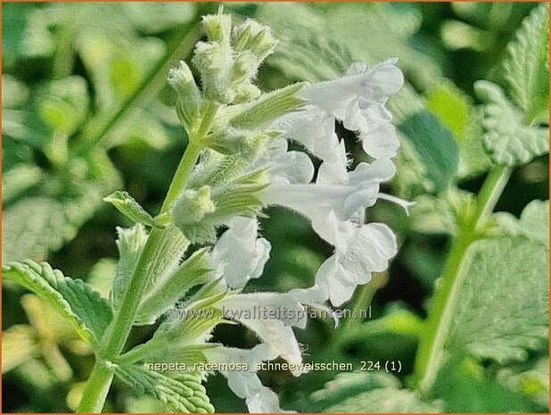 Nepeta racemosa 'Schneeweißchen' | Blauw kattenkruid, Kattenkruid | Traubige Katzenminze | Persian Catmint