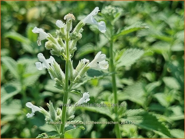 Nepeta racemosa 'Schneeweißchen' | Blauw kattenkruid, Kattenkruid | Traubige Katzenminze | Persian Catmint