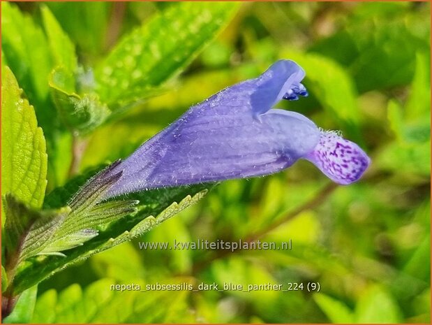 Nepeta subsessilis 'Dark Blue Panther' | Kattenkruid | Sitzende Katzenminze | Catmint