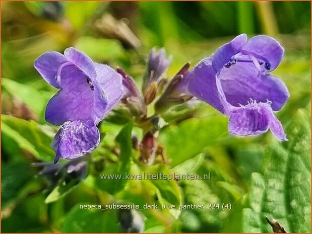 Nepeta subsessilis 'Dark Blue Panther' | Kattenkruid | Sitzende Katzenminze | Catmint