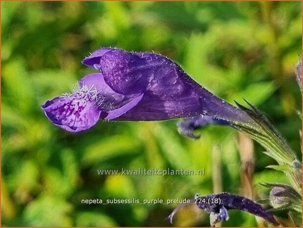 Nepeta subsessilis 'Purple Prelude' | Kattenkruid | Sitzende Katzenminze | Catmint