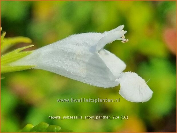 Nepeta subsessilis 'Snow Panther' | Kattenkruid | Sitzende Katzenminze | Catmint