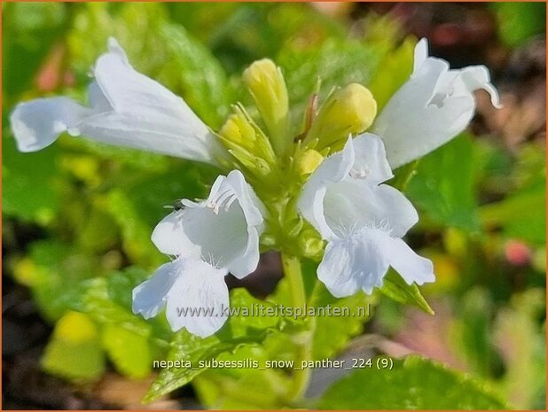 Nepeta subsessilis 'Snow Panther' | Kattenkruid | Sitzende Katzenminze | Catmint