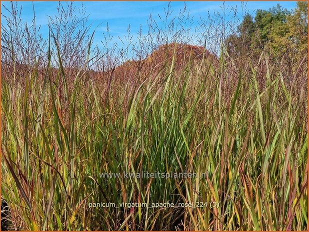 Panicum virgatum 'Apache Rose' | Vingergras, Parelgierst, Gierst | Rutenhirse | Wand Panic Grass