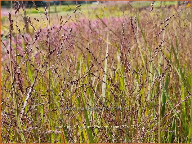 Panicum virgatum 'Apache Rose' | Vingergras, Parelgierst, Gierst | Rutenhirse | Wand Panic Grass