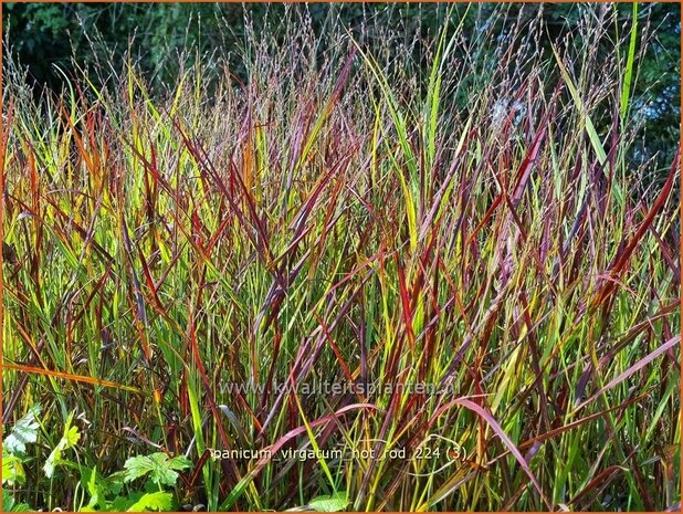 Panicum virgatum 'Hot Rod' | Vingergras, Parelgierst, Gierst | Rutenhirse | Wand Panic Grass