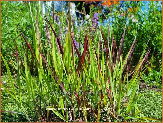 Panicum virgatum 'JS Dark Night' | Vingergras, Parelgierst, Gierst | Rutenhirse | Wand Panic Grass