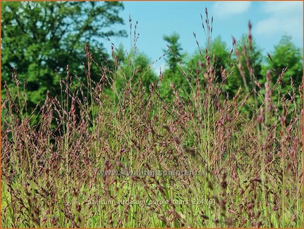 Panicum virgatum 'Purple Tears' | Vingergras, Parelgierst, Gierst | Rutenhirse | Wand Panic Grass