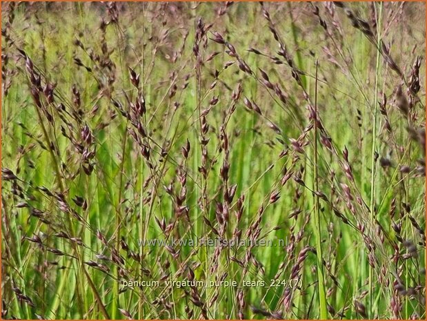 Panicum virgatum 'Purple Tears' | Vingergras, Parelgierst, Gierst | Rutenhirse | Wand Panic Grass