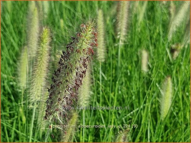 Pennisetum alopecuroides 'Lady U' | Breed lampenpoetsersgras, Borstelveergras, Lampenpoetsersgras | Lampenputzergras 