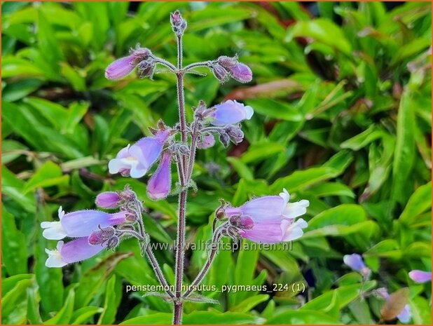 Penstemon hirsutus 'Pygmaeus' | Slangenkop, Schildpadbloem | Rauhaariger Bartfaden | Hairy Beardtongue