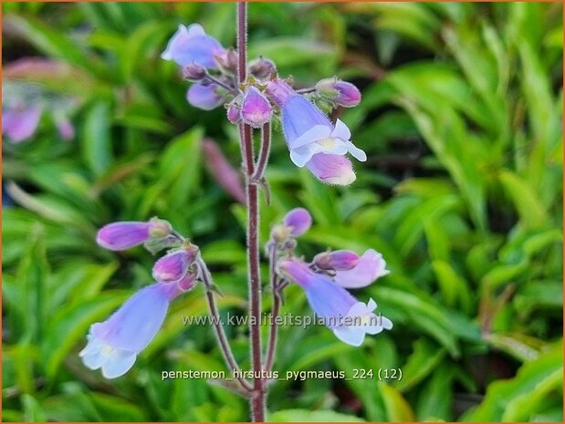 Penstemon hirsutus 'Pygmaeus' | Slangenkop, Schildpadbloem | Rauhaariger Bartfaden | Hairy Beardtongue