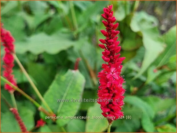 Persicaria amplexicaulis 'Bloody Mary' | Doorgroeide duizendknoop, Adderwortel, Duizendknoop | Kerzenknöterich | Mou