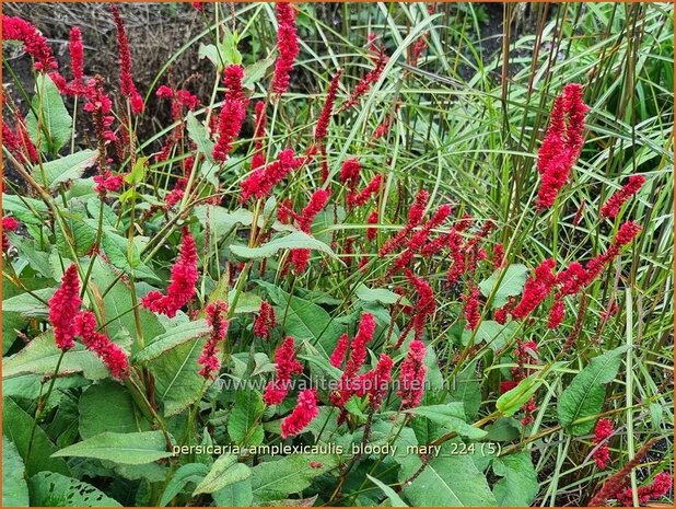 Persicaria amplexicaulis 'Bloody Mary' | Doorgroeide duizendknoop, Adderwortel, Duizendknoop | Kerzenknöterich | Mou